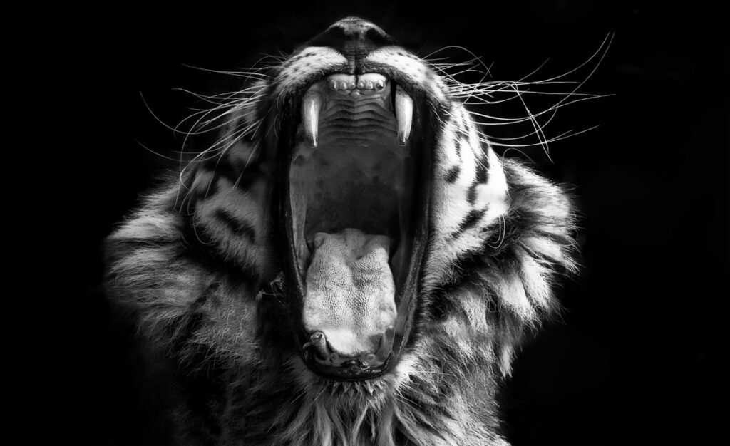 photo de tigre gueule ouverte