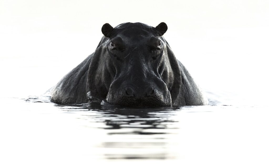Hippo sortant de l'eau