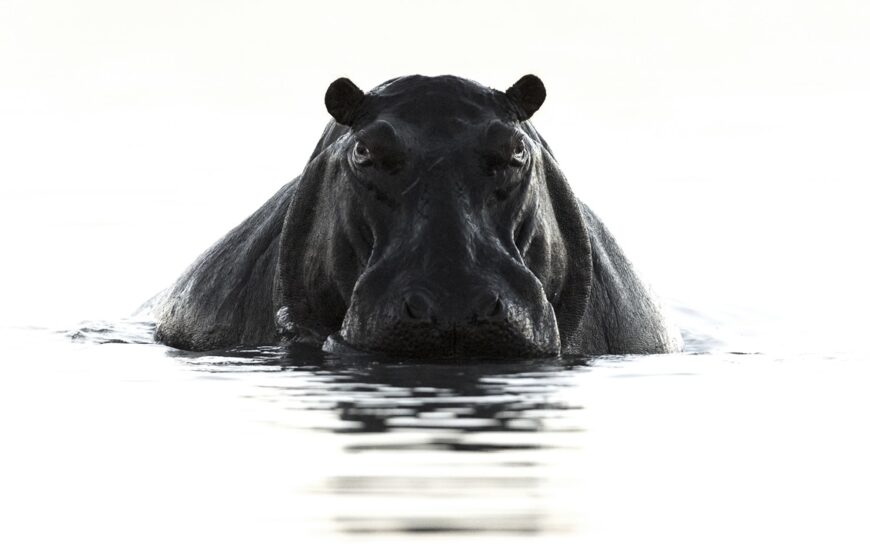 Hippo sortant de l'eau